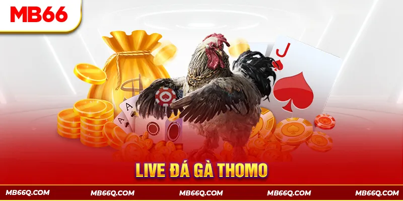 Live Đá Gà Thomo MB66 - Tận Hưởng Những Trận Đấu Kịch Tính