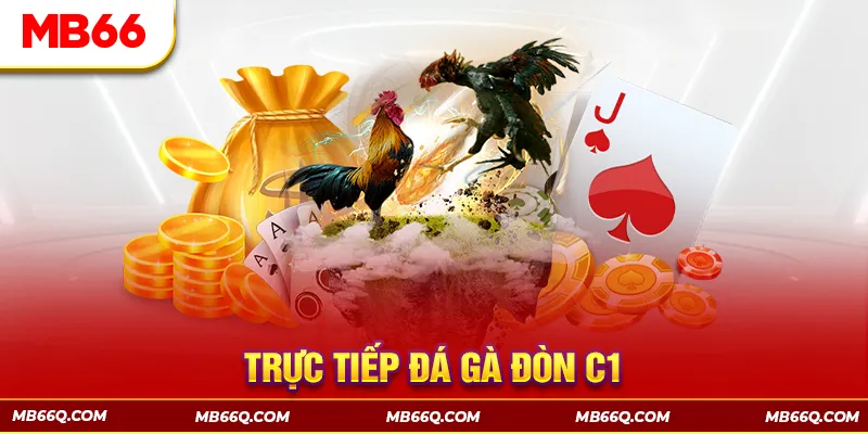 Trực Tiếp Đá Gà Đòn C1 - Giải Đấu Chiến Kê HOT Nhất MB66